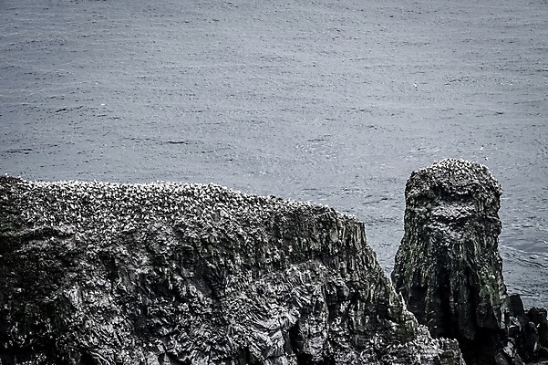 포토 JPG 주간 해외풍경 바다 자연 흑백 풍경 사람없음 야외 바위 페로제도 미키네스섬 국내포토 자연요소 해외 섬 촬영기법 덴마크 돌_바위 생태계 파일형식