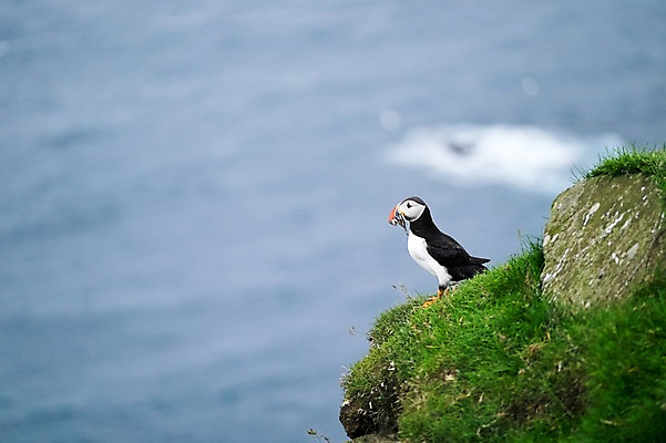 포토 JPG 주간 한마리 해외풍경 바다 자연 조류 풍경 사람없음 야외 바위 풀 퍼핀 페로제도 미키네스섬 국내포토 자연요소 식물 동물 1 해외 섬 덴마크 돌_바위 생태계 파일형식
