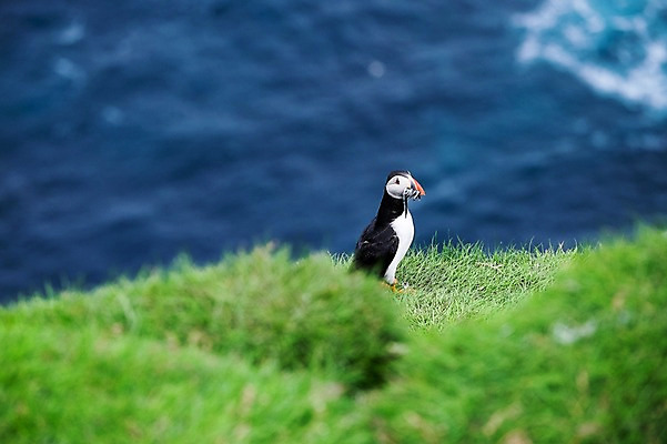 포토 JPG 주간 한마리 해외풍경 바다 자연 조류 풍경 사람없음 야외 풀 퍼핀 페로제도 미키네스섬 국내포토 자연요소 식물 동물 1 해외 섬 덴마크 생태계 파일형식