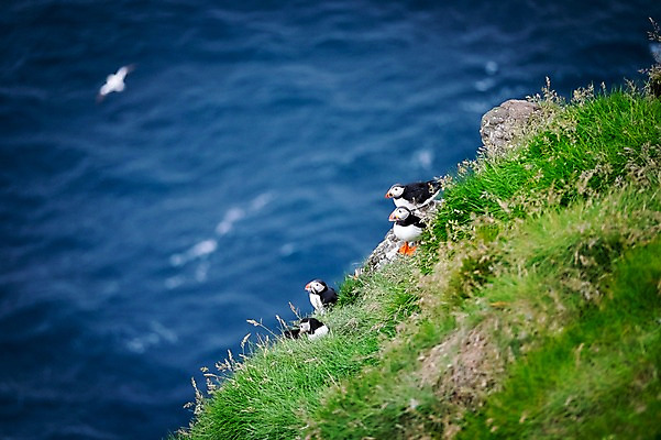 포토 JPG 주간 해외풍경 바다 여러마리 자연 조류 풍경 사람없음 야외 풀 퍼핀 페로제도 미키네스섬 국내포토 자연요소 식물 동물 해외 섬 다수 덴마크 생태계 파일형식
