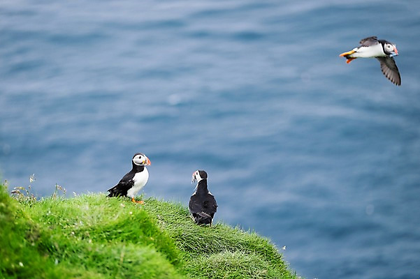 포토 JPG 주간 해외풍경 바다 자연 조류 세마리 풍경 사람없음 야외 비행 풀 퍼핀 페로제도 미키네스섬 국내포토 자연요소 식물 동물 해외 섬 덴마크 3 생태계 파일형식