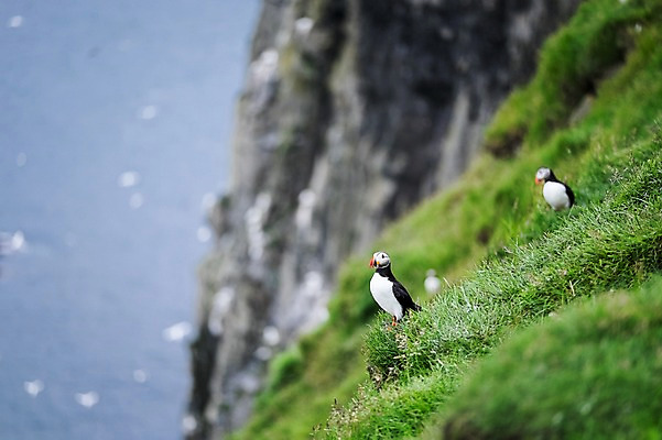 포토 JPG 주간 해외풍경 여러마리 자연 풍경 사람없음 야외 풀 퍼핀 페로제도 미키네스섬 국내포토 자연요소 식물 해외 섬 다수 조류 덴마크 생태계 파일형식