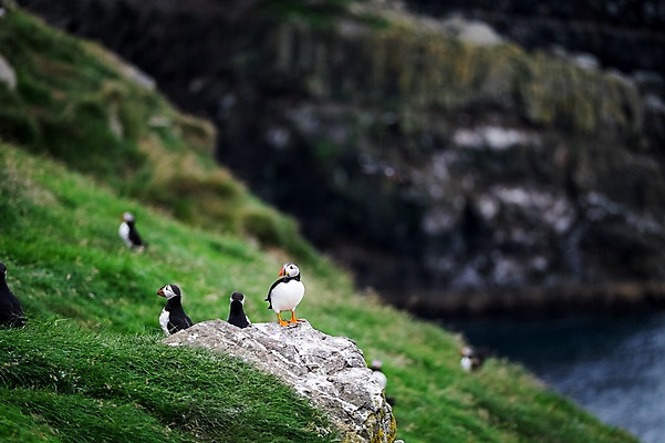 포토 JPG 주간 해외풍경 여러마리 자연 조류 풍경 사람없음 야외 바위 퍼핀 페로제도 미키네스섬 국내포토 자연요소 동물 해외 섬 다수 덴마크 돌_바위 생태계 파일형식