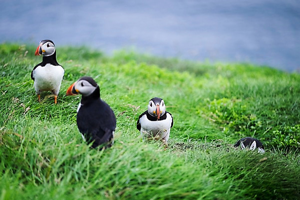 포토 JPG 주간 해외풍경 여러마리 자연 조류 풍경 초원 사람없음 야외 퍼핀 페로제도 미키네스섬 국내포토 자연요소 동물 해외 섬 다수 덴마크 생태계 파일형식