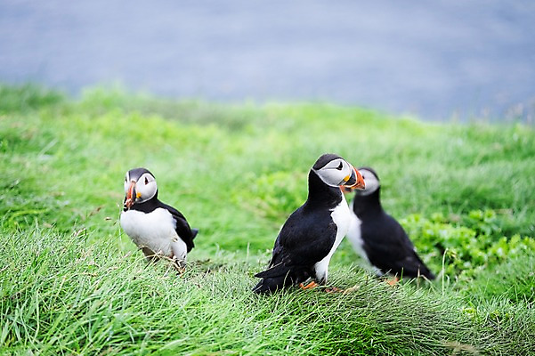 포토 JPG 주간 해외풍경 여러마리 자연 조류 풍경 초원 사람없음 야외 퍼핀 페로제도 미키네스섬 국내포토 자연요소 동물 해외 섬 다수 덴마크 생태계 파일형식