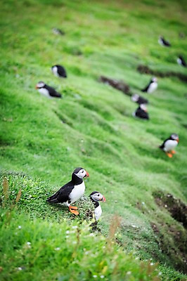 포토 JPG 주간 해외풍경 여러마리 자연 조류 풍경 초원 사람없음 야외 퍼핀 페로제도 미키네스섬 국내포토 자연요소 동물 해외 섬 다수 덴마크 생태계 파일형식