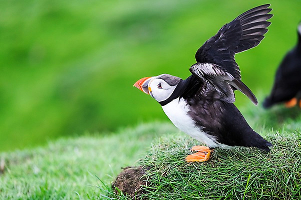 포토 JPG 주간 한마리 해외풍경 날개 자연 조류 풍경 근접촬영 사람없음 야외 옆모습 풀 날갯짓 퍼핀 페로제도 미키네스섬 국내포토 자연요소 식물 동물 1 해외 뷰포인트 섬 덴마크 생태계 파일형식