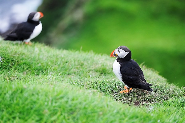 포토 JPG 주간 해외풍경 두마리 자연 조류 풍경 사람없음 야외 풀 퍼핀 페로제도 미키네스섬 국내포토 자연요소 식물 동물 해외 섬 2 덴마크 생태계 파일형식