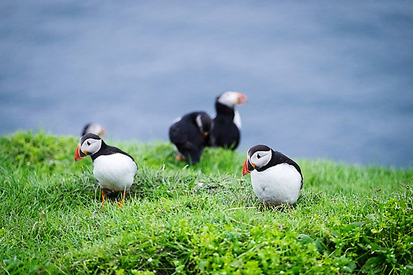 포토 JPG 주간 해외풍경 여러마리 자연 조류 풍경 사람없음 야외 풀 퍼핀 페로제도 미키네스섬 국내포토 자연요소 식물 동물 해외 섬 다수 덴마크 생태계 파일형식