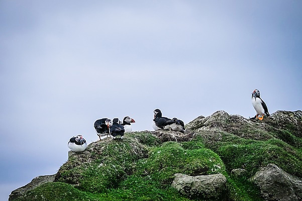 포토 JPG 주간 해외풍경 여러마리 자연 조류 하늘 풍경 사람없음 야외 바위 흐림 퍼핀 페로제도 미키네스섬 국내포토 자연요소 동물 해외 섬 다수 날씨 덴마크 돌_바위 생태계 파일형식