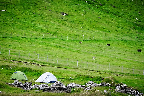 포토 JPG 주간 해외풍경 자연 텐트 풍경 초원 사람없음 야외 캠핑 방목 페로제도 미키네스섬 국내포토 자연요소 해외 섬 레저 덴마크 캠핑도구 축산업 생태계 파일형식
