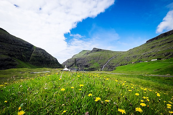 포토 JPG 주간 해외풍경 자연 하늘 풍경 초원 사람없음 야외 맑음 민들레 페로제도 스트레이모이섬 국내포토 자연요소 해외 꽃 섬 날씨 덴마크 생태계 파일형식