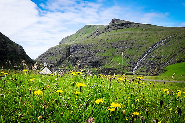 포토 JPG 주간 해외풍경 자연 하늘 풍경 초원 사람없음 야외 맑음 민들레 페로제도 스트레이모이섬 국내포토 자연요소 해외 꽃 섬 날씨 덴마크 생태계 파일형식
