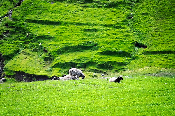 포토 JPG 주간 해외풍경 자연 세마리 풍경 초원 사람없음 야외 양 페로제도 스트레이모이섬 국내포토 자연요소 해외 섬 포유류 덴마크 3 생태계 파일형식