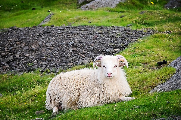 포토 JPG 주간 전신 한마리 해외풍경 엎드리기 자연 풍경 초원 사람없음 야외 양 페로제도 스트레이모이섬 국내포토 자연요소 1 해외 섬 포유류 모션 덴마크 생태계 파일형식