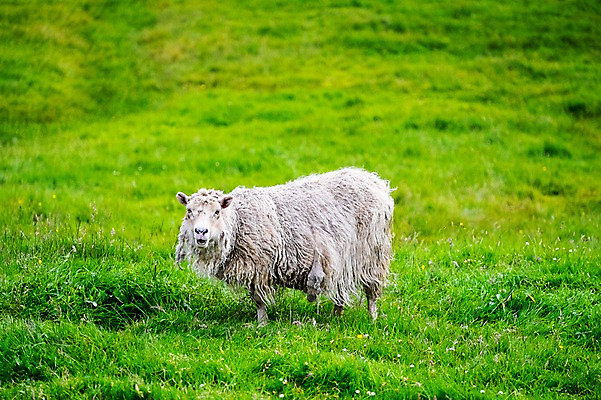 포토 JPG 주간 전신 한마리 해외풍경 자연 서기 풍경 초원 사람없음 야외 앞모습 양 풀 페로제도 보르도이섬 국내포토 자연요소 식물 1 해외 뷰포인트 섬 포유류 모션 덴마크 생태계 파일형식