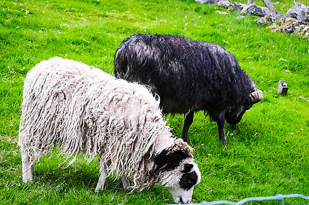 포토 JPG 주간 전신 해외풍경 두마리 자연 풍경 초원 사람없음 야외 옆모습 양 페로제도 보르도이섬 국내포토 자연요소 해외 뷰포인트 섬 2 포유류 덴마크 생태계 파일형식