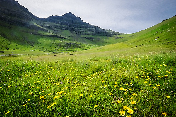 포토 JPG 주간 해외풍경 자연 하늘 산 풍경 초원 사람없음 야외 민들레 페로제도 보르도이섬 국내포토 자연요소 해외 꽃 섬 덴마크 생태계 파일형식