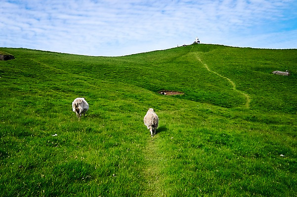 포토 JPG 주간 해외풍경 두마리 자연 하늘 풍경 사람없음 야외 양 언덕 언덕길 페로제도 보르도이섬 국내포토 자연요소 해외 길 섬 2 포유류 덴마크 생태계 파일형식