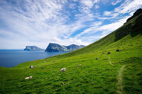 포토 JPG 주간 구름 해외풍경 바다 두마리 자연 하늘 풍경 초원 사람없음 야외 맑음 양 페로제도 보르도이섬 국내포토 자연요소 해외 섬 2 포유류 날씨 덴마크 생태계 파일형식