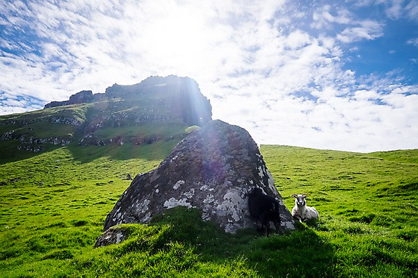 포토 JPG 주간 구름 한마리 해외풍경 자연 하늘 풍경 초원 사람없음 야외 햇빛 맑음 바위 양 역광 페로제도 보르도이섬 국내포토 자연요소 1 해외 섬 포유류 날씨 덴마크 태양 돌_바위 생태계 파일형식