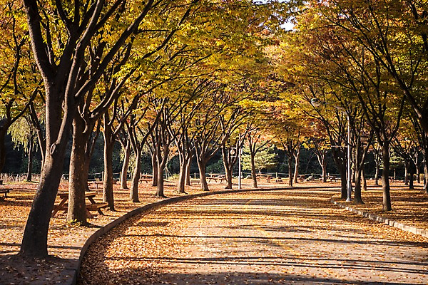 포토 JPG 주간 공원 단풍 낙엽 단풍나무 사람없음 야외 가을풍경 산책로 가을 인천대공원 국내포토 자연요소 나무 계절 공공시설 길 잎 풍경 인천 파일형식 가을_계절
