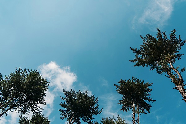 포토 JPG 주간 나무 구름 하늘 풍경 사람없음 야외 소나무 국내포토 자연요소 식물 파일형식