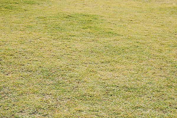 포토 JPG 주간 자연 풍경 잔디 사람없음 야외 연두색 국내포토 자연요소 식물 초록색 생태계 파일형식