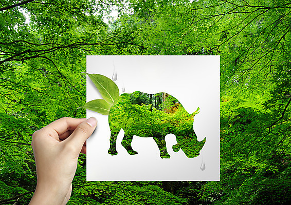PSD 나무 편집 편집이미지 손 실루엣 종이 자연 나뭇잎 들기 신체부위 환경 물방울 숲 코뿔소 이미지편집 식물 잎 포유류 모션 촬영기법 사람 생태계 파일형식