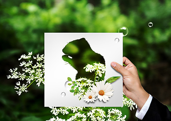 PSD 편집 편집이미지 손 꽃 실루엣 종이 자연 들기 신체부위 환경 물방울 다람쥐 이미지편집 식물 모션 촬영기법 사람 설치류 생태계 파일형식