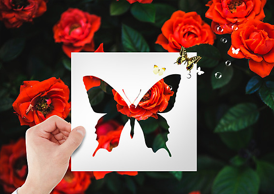 PSD 편집 편집이미지 손 실루엣 종이 나비 자연 들기 신체부위 장미 환경 물방울 이미지편집 꽃 곤충 모션 촬영기법 사람 생태계 파일형식