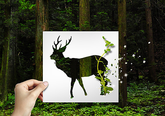 PSD 나무 편집 편집이미지 손 실루엣 종이 자연 사슴 들기 신체부위 환경 숲 노루 이미지편집 식물 포유류 모션 촬영기법 사람 생태계 파일형식