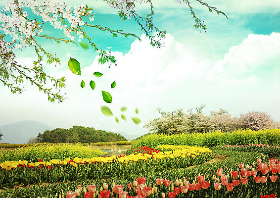 PSD 구름 편집 편집이미지 꽃 꽃밭 자연 하늘 나뭇잎 사람없음 봄 튤립 벚꽃 나뭇가지 흩날리기 이미지편집 자연요소 나무 식물 계절 잎 모션 생태계 파일형식