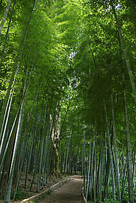 포토 JPG 주간 자연 사람없음 야외 숲 대나무 대나무숲 국내포토 자연요소 나무 생태계 파일형식