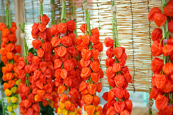 포토 JPG 식물 꽃 실내 사람없음 꽈리 국내포토 내부 파일형식