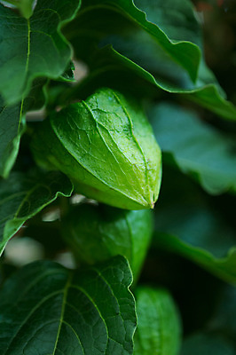 포토 JPG 식물 꽃 실내 사람없음 꽈리 국내포토 내부 파일형식