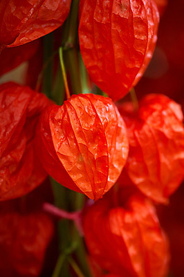 포토 JPG 식물 꽃 실내 사람없음 꽈리 국내포토 내부 파일형식