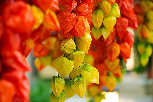 포토 JPG 식물 꽃 실내 사람없음 꽈리 국내포토 내부 파일형식