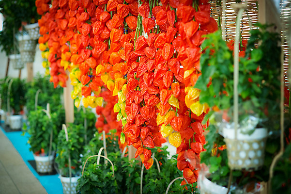 포토 JPG 식물 꽃 실내 사람없음 꽈리 국내포토 내부 파일형식