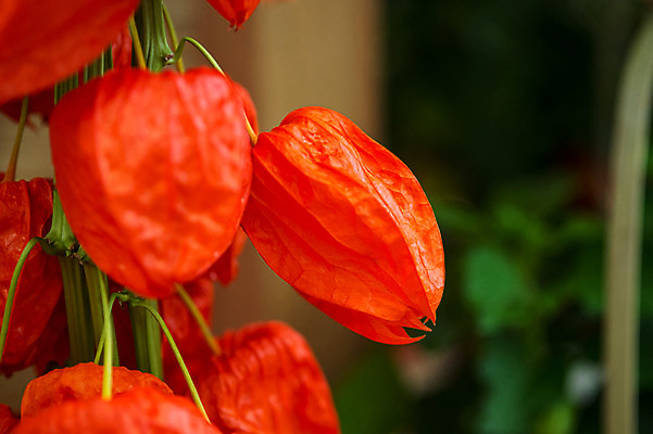 포토 JPG 식물 꽃 실내 사람없음 꽈리 국내포토 내부 파일형식