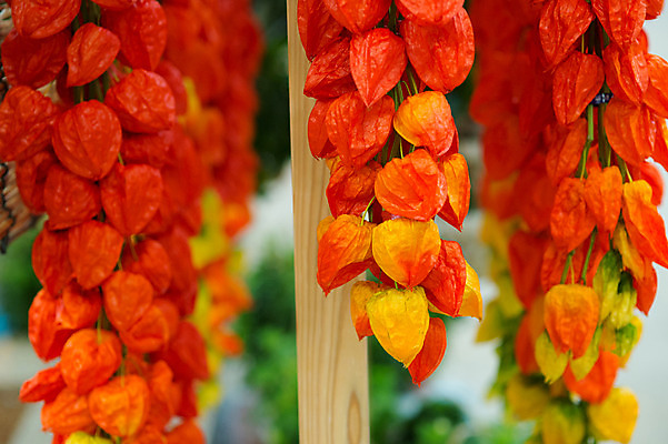 포토 JPG 식물 꽃 실내 사람없음 꽈리 국내포토 내부 파일형식