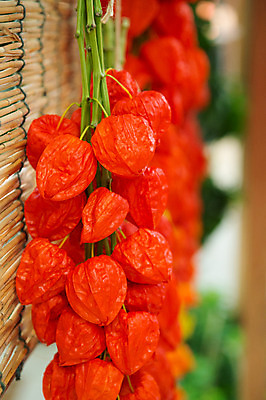 포토 JPG 식물 꽃 실내 사람없음 꽈리 국내포토 내부 파일형식