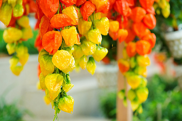 포토 JPG 식물 꽃 실내 사람없음 꽈리 국내포토 내부 파일형식