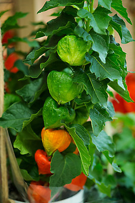 포토 JPG 식물 꽃 실내 사람없음 꽈리 국내포토 내부 파일형식