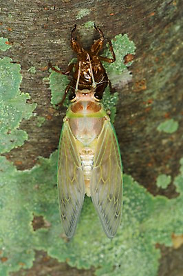 포토 JPG 주간 한마리 자연 사람없음 야외 매미 변태 탈피 국내포토 자연요소 1 곤충 생태계 파일형식