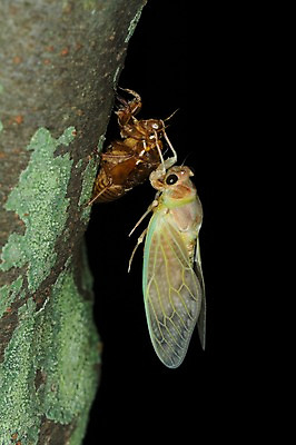 포토 JPG 주간 한마리 자연 사람없음 야외 매미 변태 탈피 국내포토 자연요소 1 곤충 생태계 파일형식