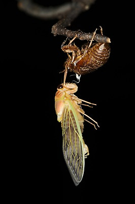 포토 JPG 주간 한마리 자연 사람없음 야외 매미 변태 탈피 국내포토 자연요소 1 곤충 생태계 파일형식