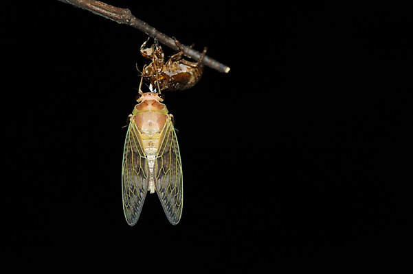 포토 JPG 주간 한마리 자연 사람없음 야외 매미 변태 탈피 국내포토 자연요소 1 곤충 생태계 파일형식