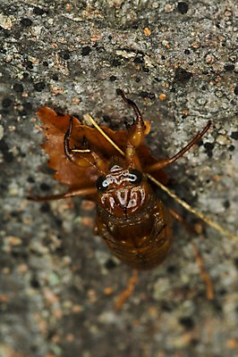 포토 JPG 주간 한마리 자연 사람없음 야외 매미 변태 탈피 국내포토 자연요소 1 곤충 생태계 파일형식