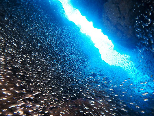 포토 JPG 주간 여러마리 자연 어류 풍경 사람없음 야외 바닷속 수중동굴 수중사진 국내포토 자연요소 다수 수중 수중동물 동굴 생태계 파일형식